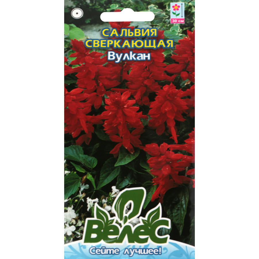 Насіння Велес Сальвія блискуча 0,2 г Вулкан фото